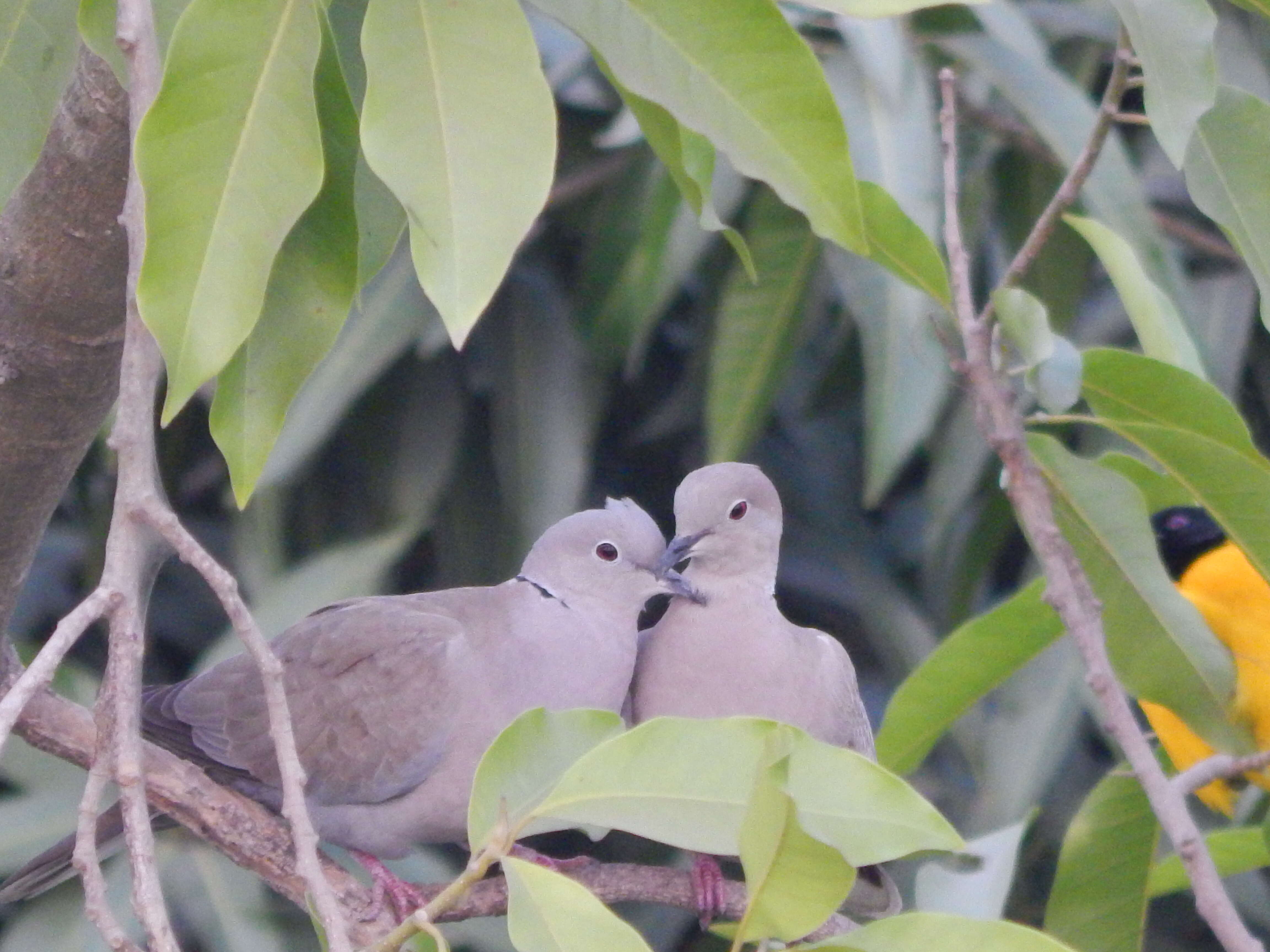 Image of Collared Dove