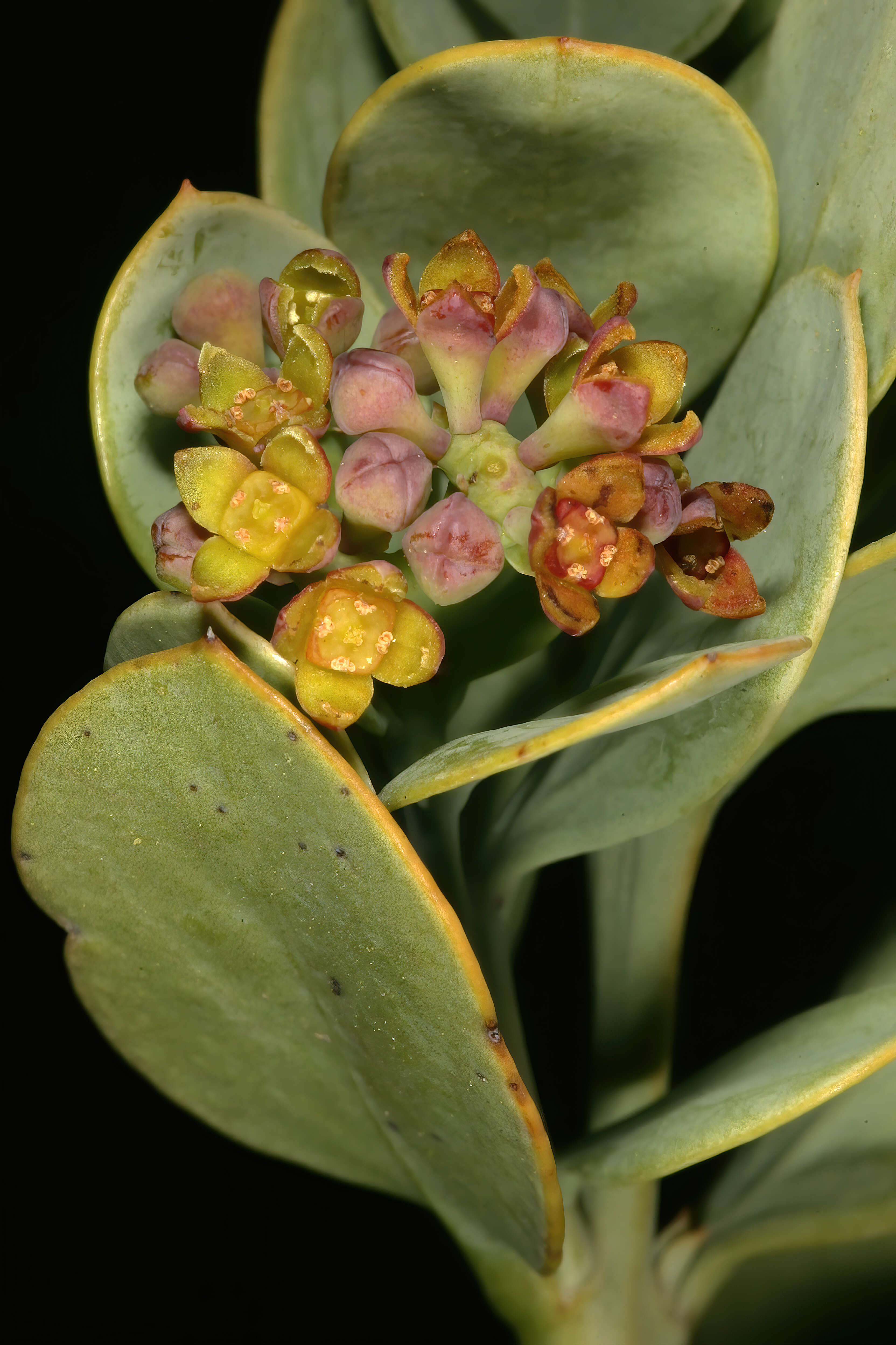 Image of Coastal tannin-bush