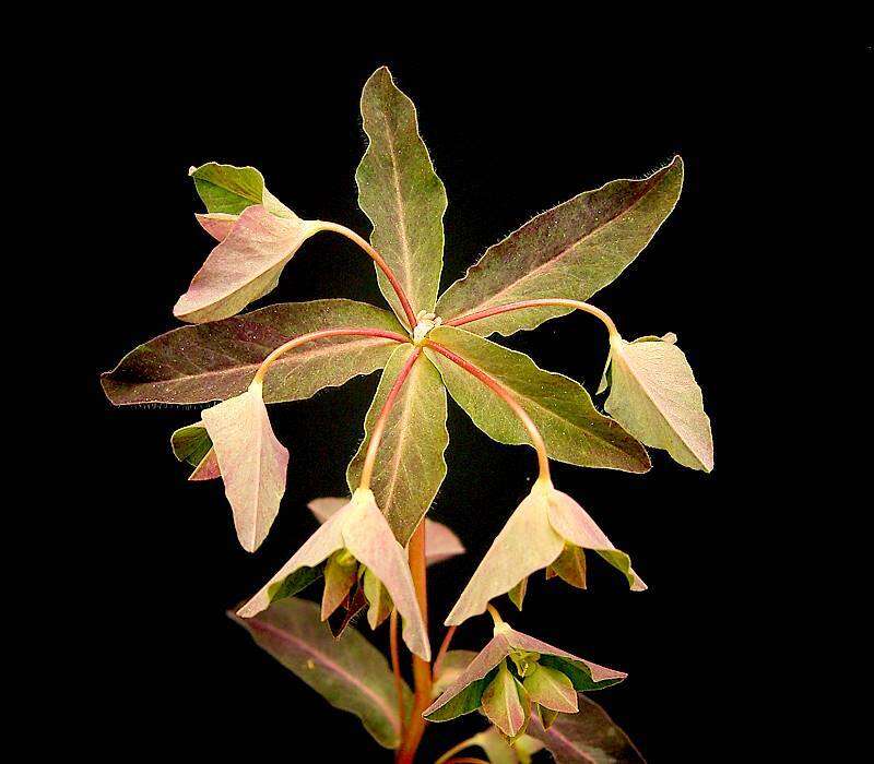 Image of sweet spurge