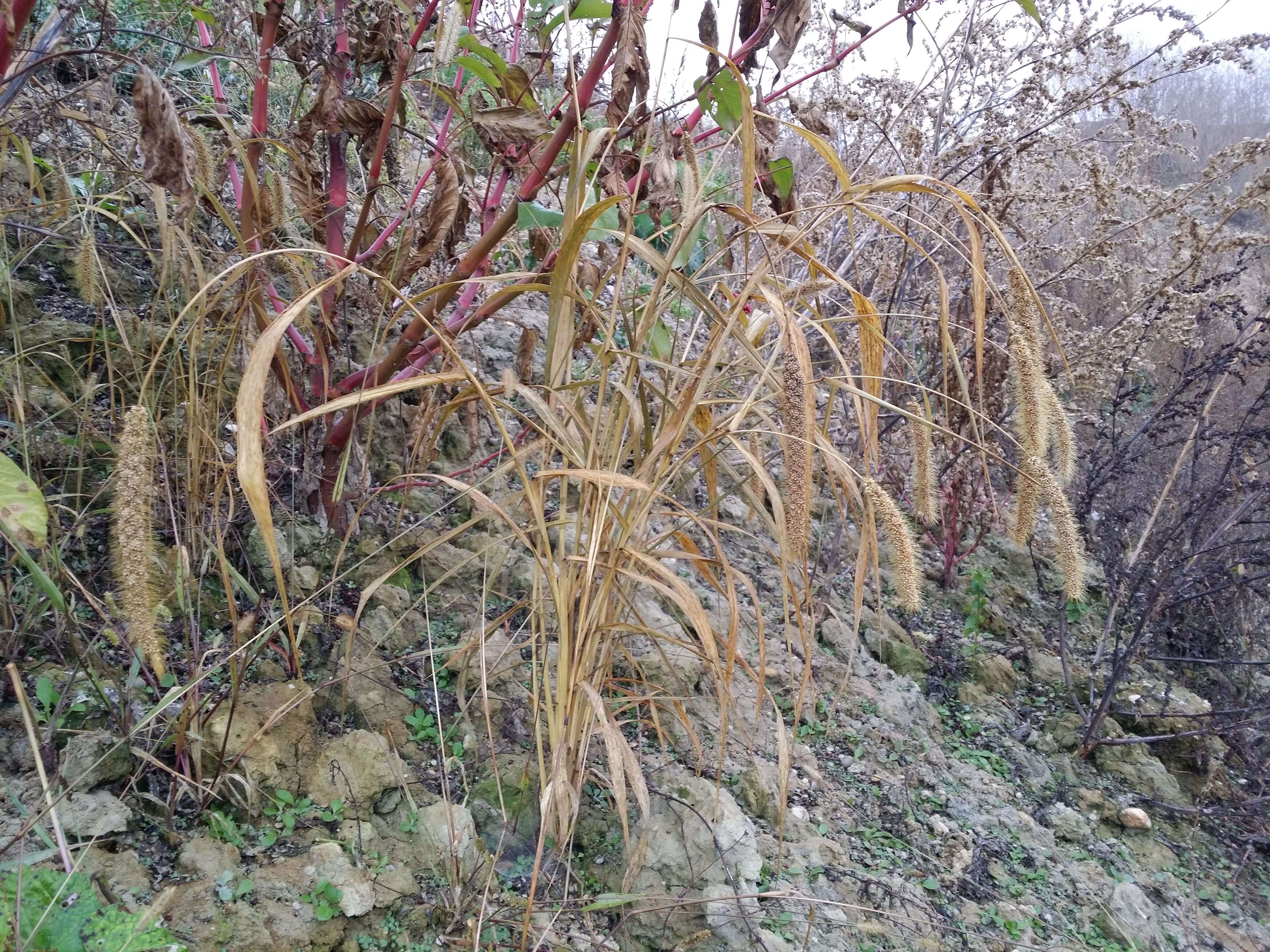 Image of Foxtail millet