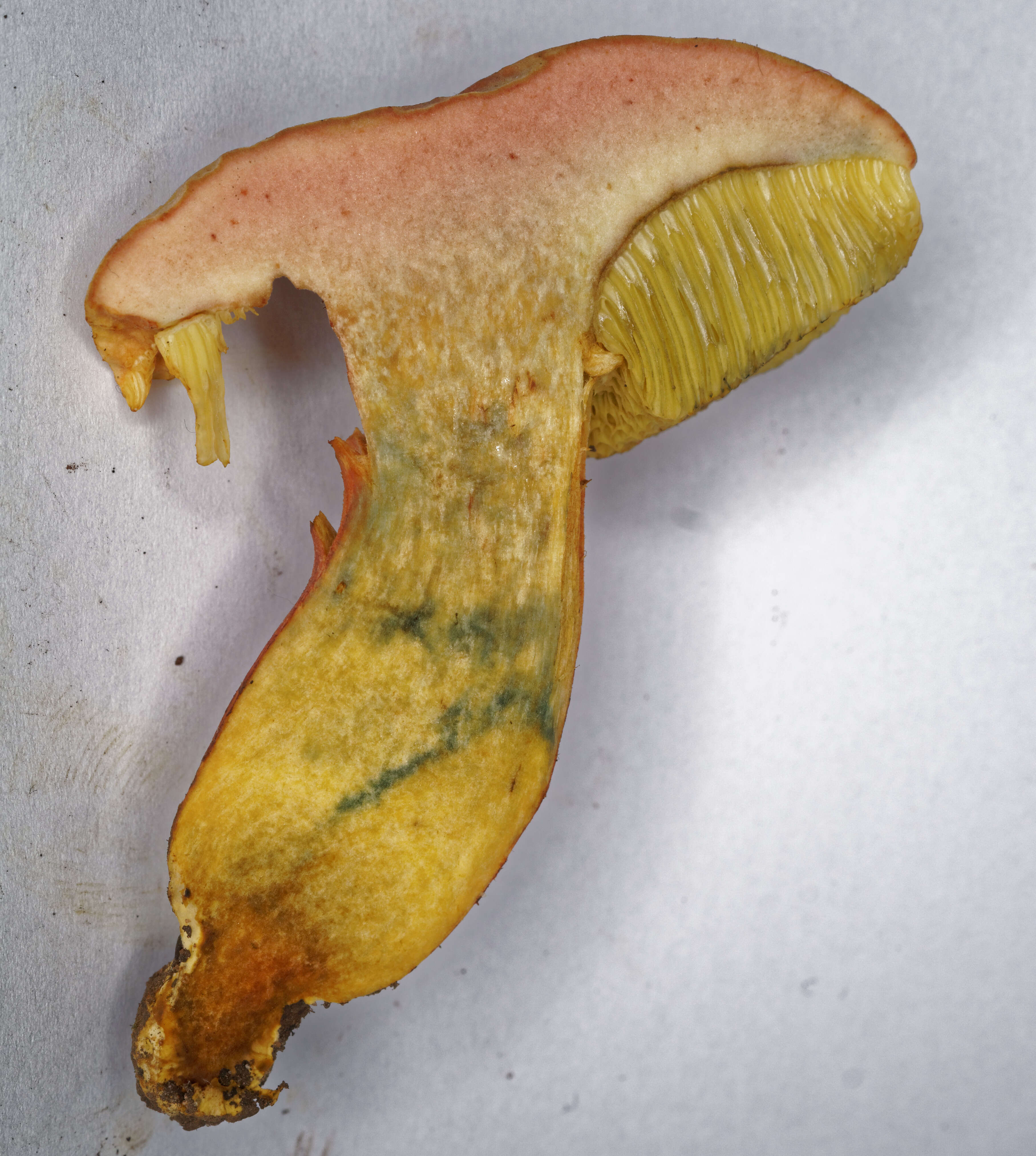 Image of Hortiboletus bubalinus (Oolbekk. & Duin) L. Albert & Dima 2015