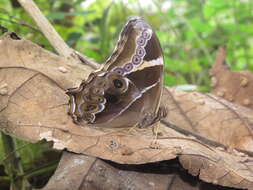 Image of Bamboo Tree Brown