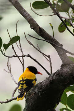 Image of Black-hooded Oriole