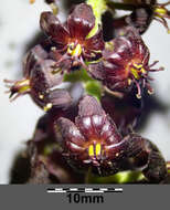 Image of black false hellebore