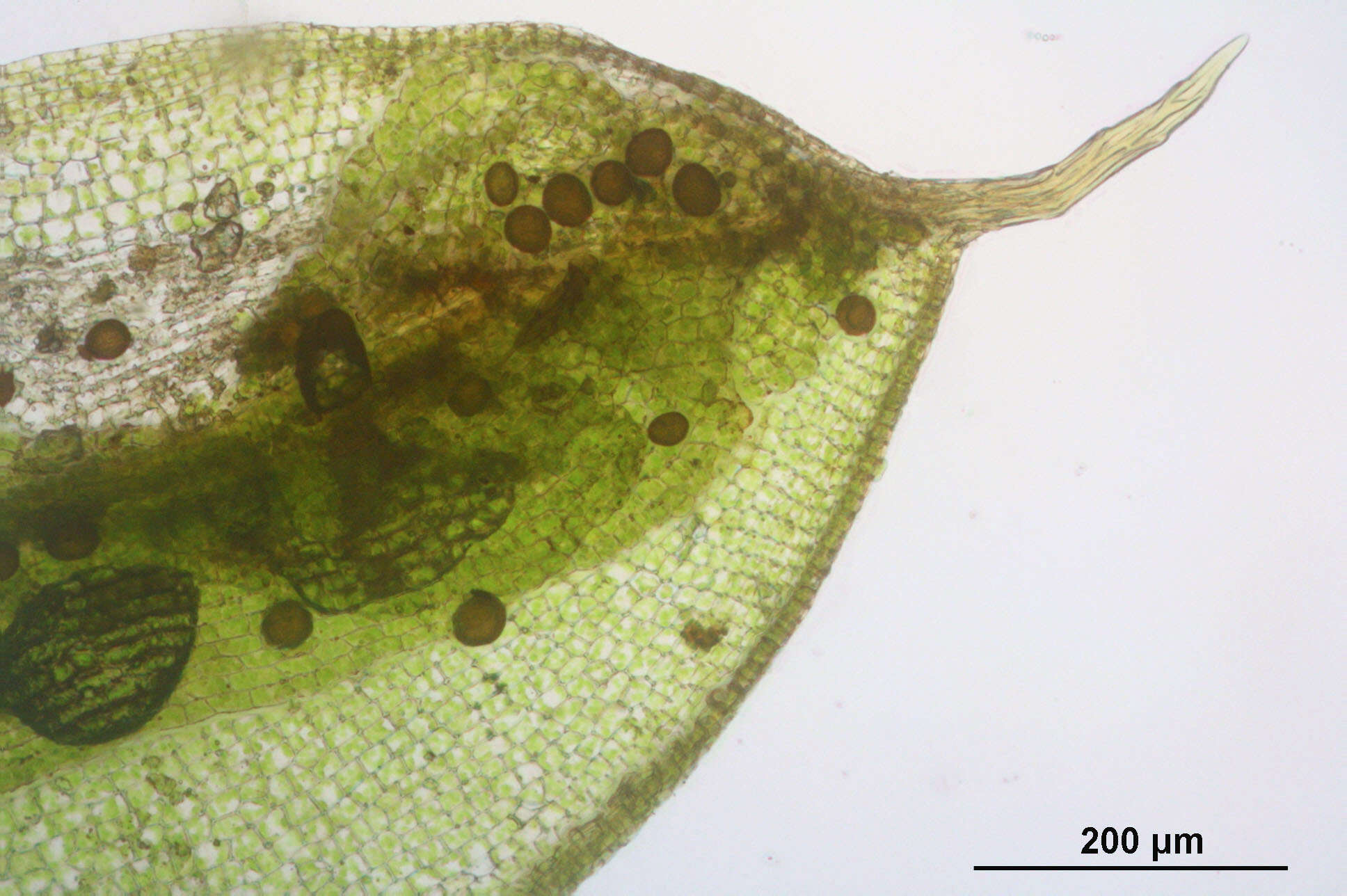 Image of ovate pterygoneurum moss