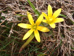 Image of star of Bethlehem