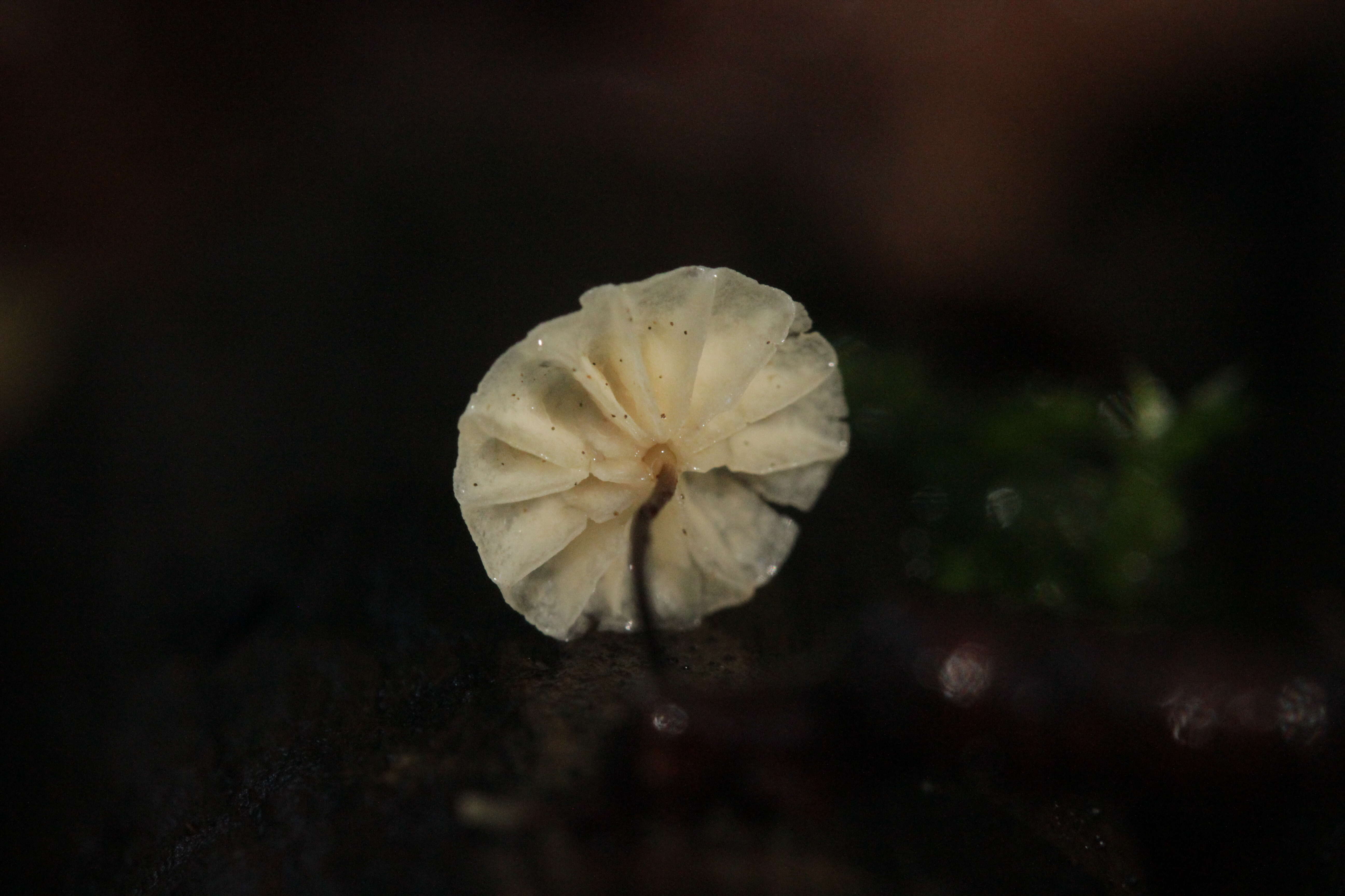 صورة Marasmius rotula (Scop.) Fr. 1838