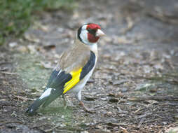 Image of European Goldfinch