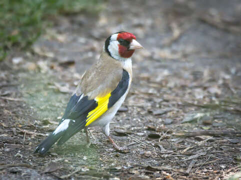 Imagem de Carduelis carduelis (Linnaeus 1758)