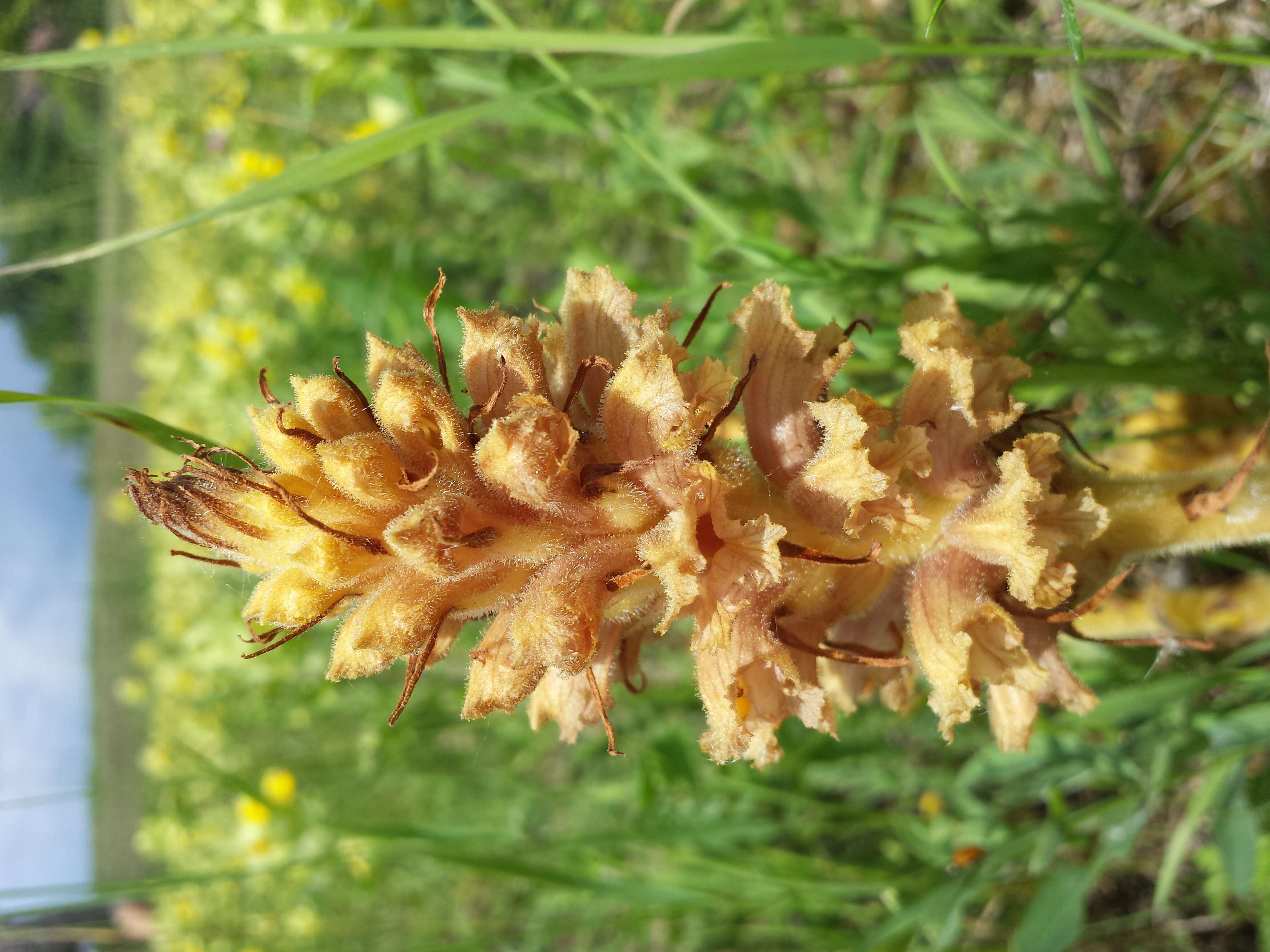 Imagem de Orobanche elatior Sutton