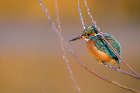 Image of Common Kingfisher