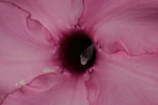 Image of Summer impala lily