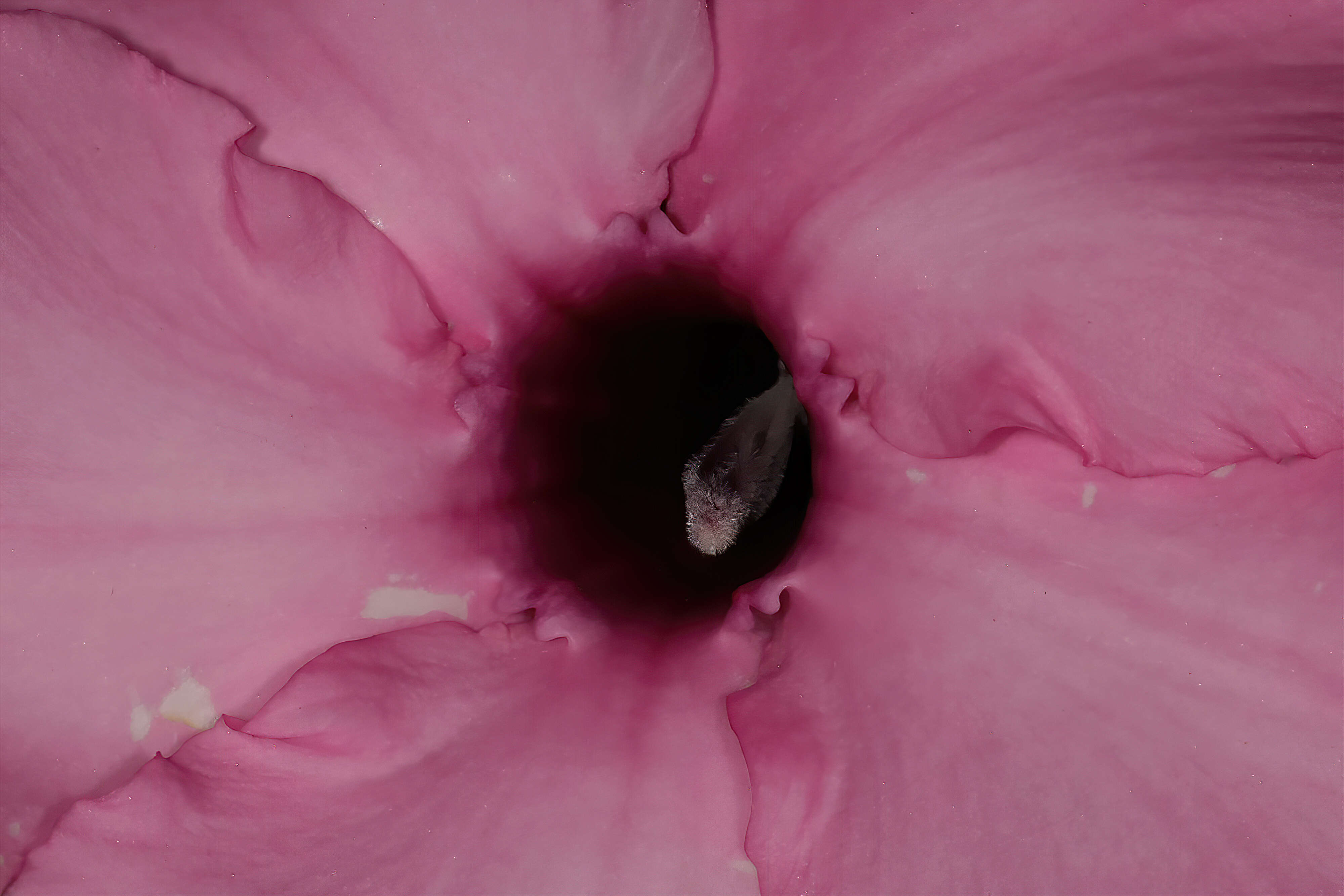 Image de Adenium obesum subsp. swazicum (Stapf) G. D. Rowley