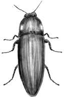 Image of Pyrophorus noctilucus