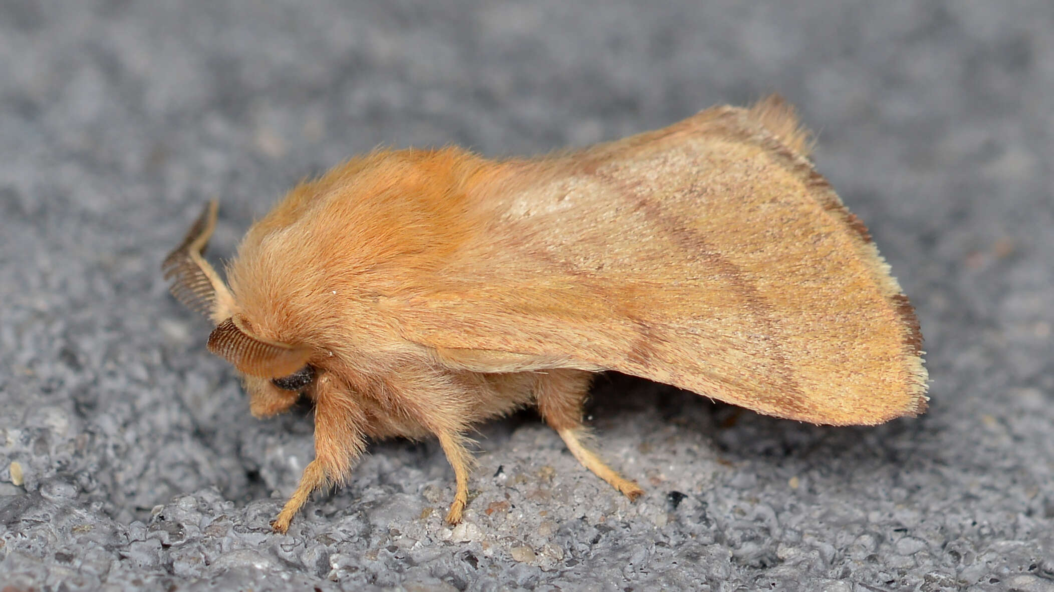 Image of Forest Tent Caterpillar Moth