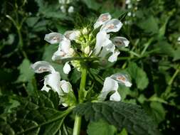 Image of spotted dead-nettle