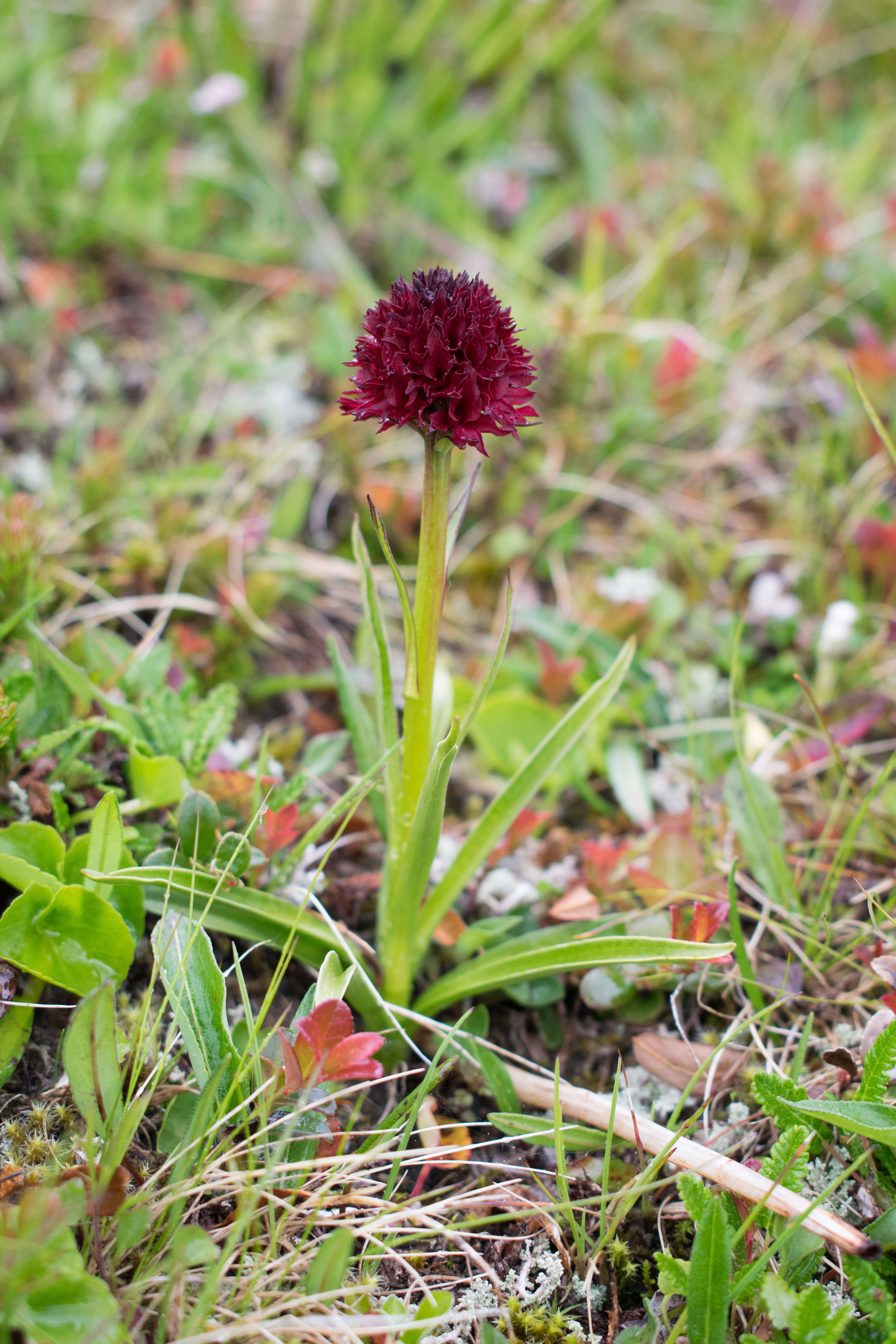 Gymnadenia nigra (L.) Rchb. fil.的圖片