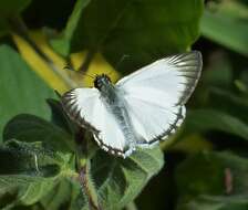 Image of White-Skippers