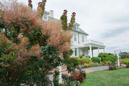 Image of smoketree