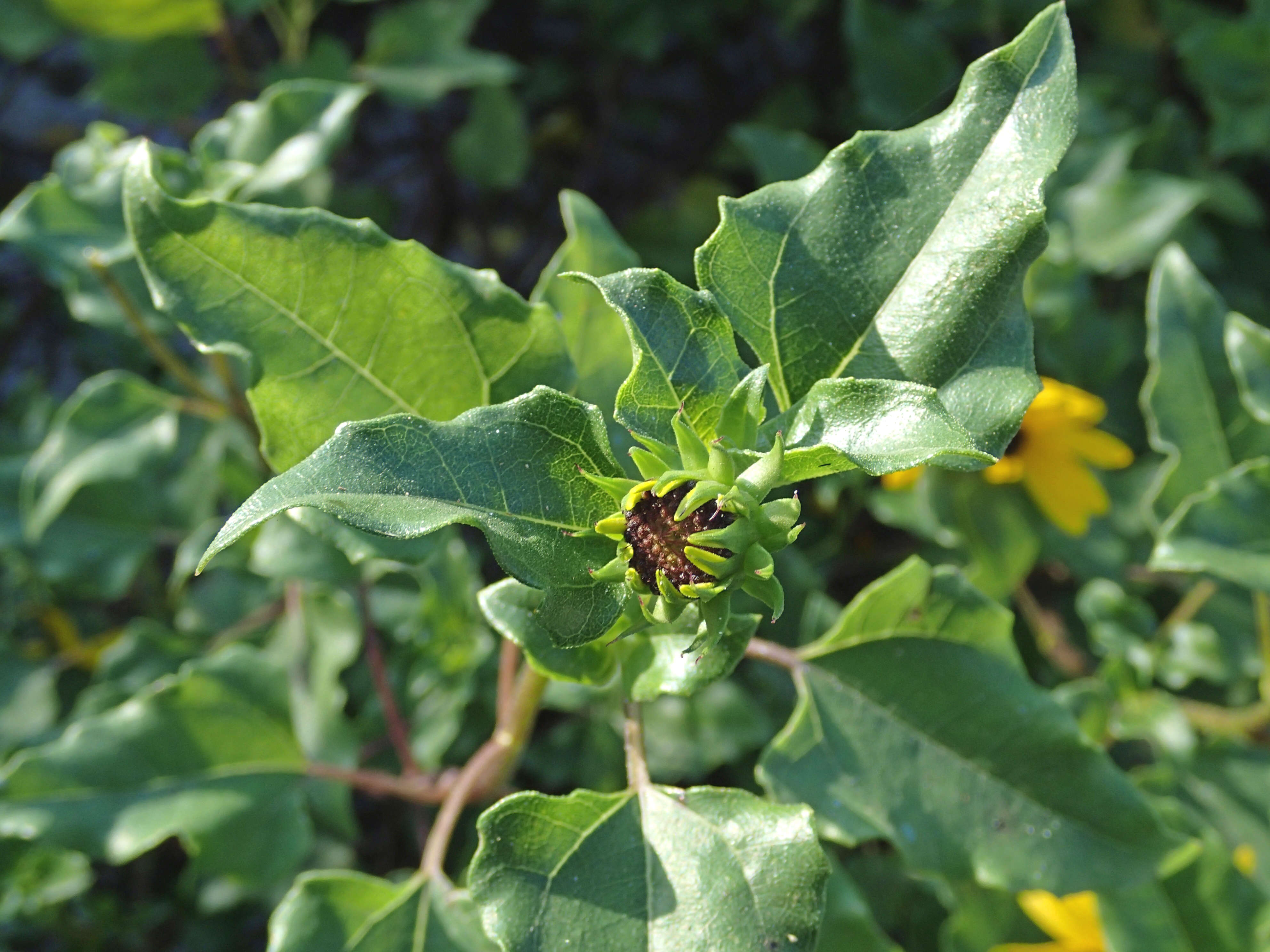 Image of cucumberleaf sunflower