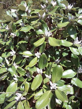 Olearia colensoi Hook. fil. resmi