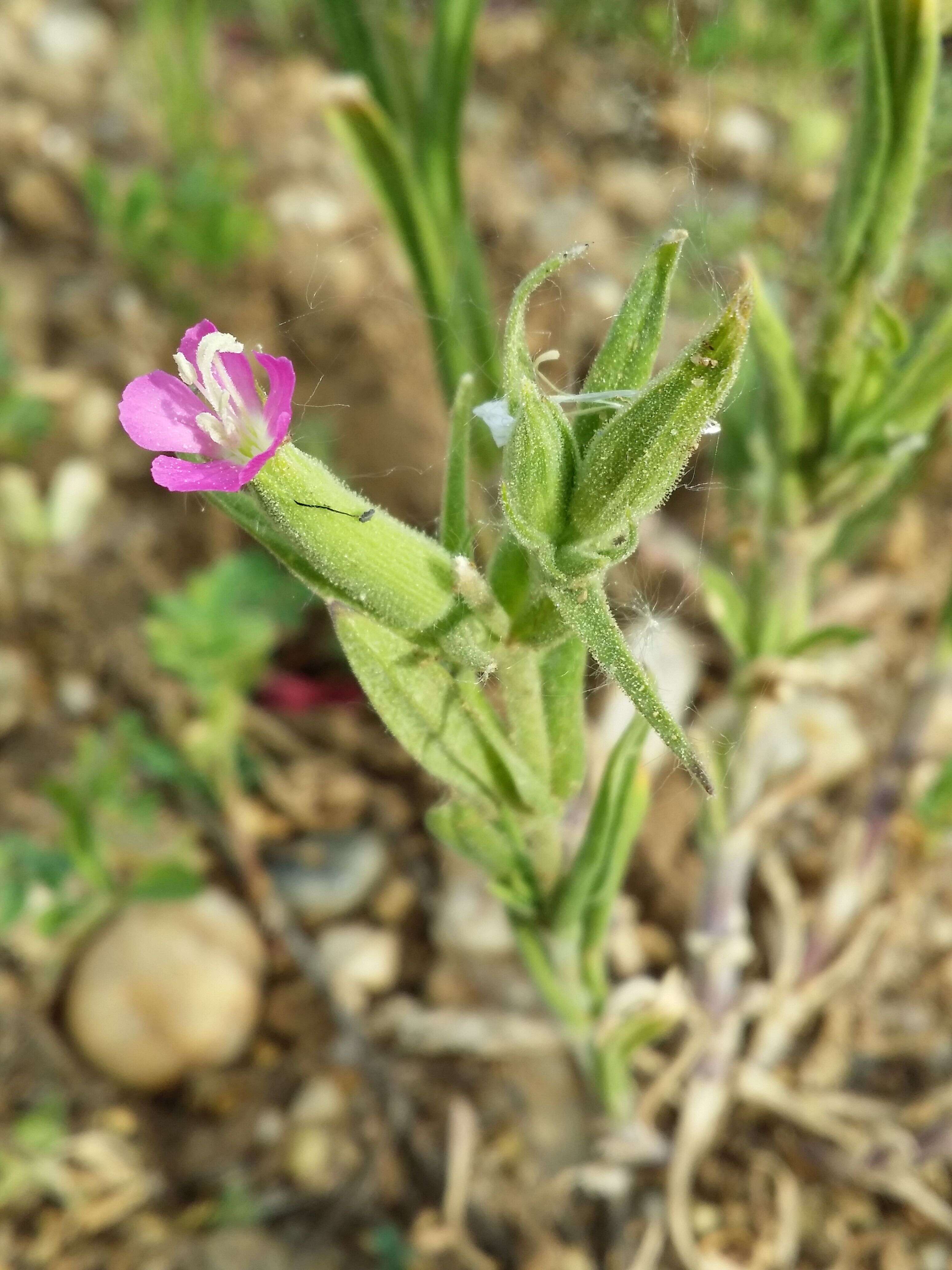 Image de Silene conoidea L.