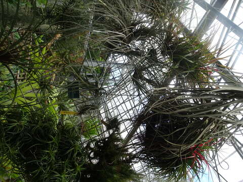 Image of Tillandsia tectorum É. Morren