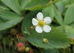 Image of beach strawberry