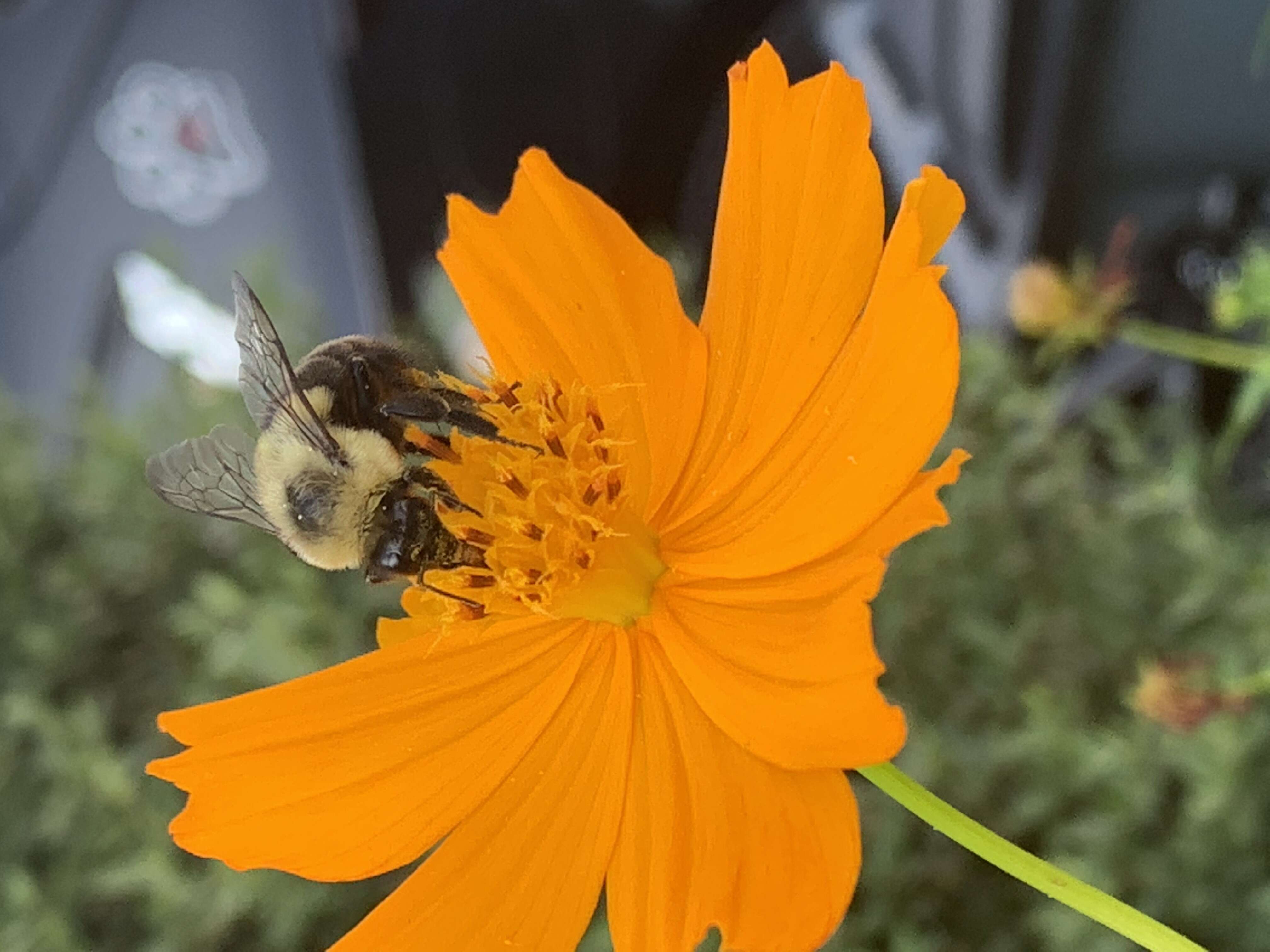 Image de Cosmos sulphureus Cav.