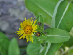 Image of Elecampane