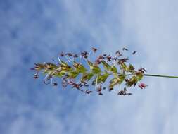 Image of Crested dogstail grass