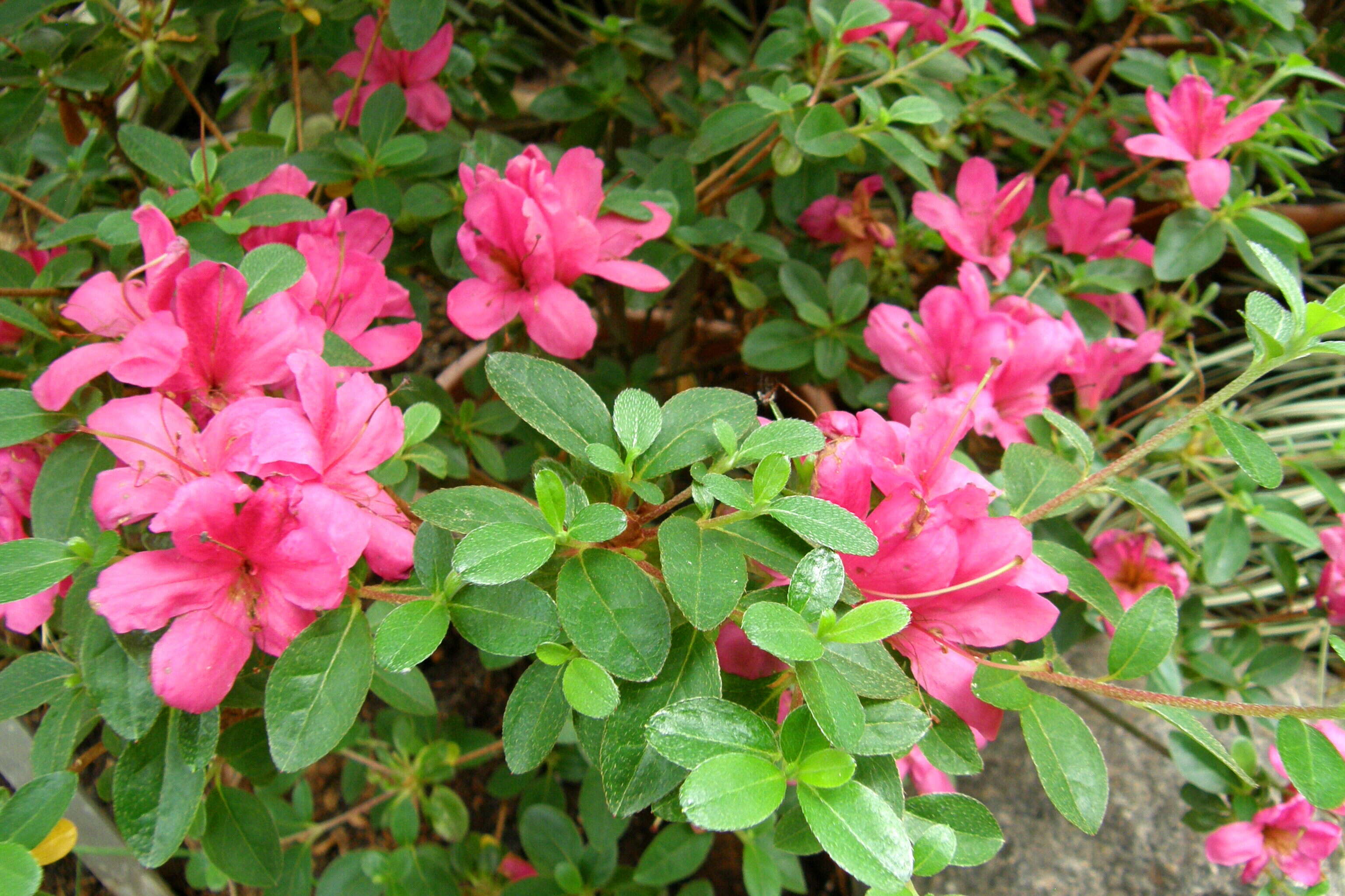 Image of Rhododendron kiusianum Makino