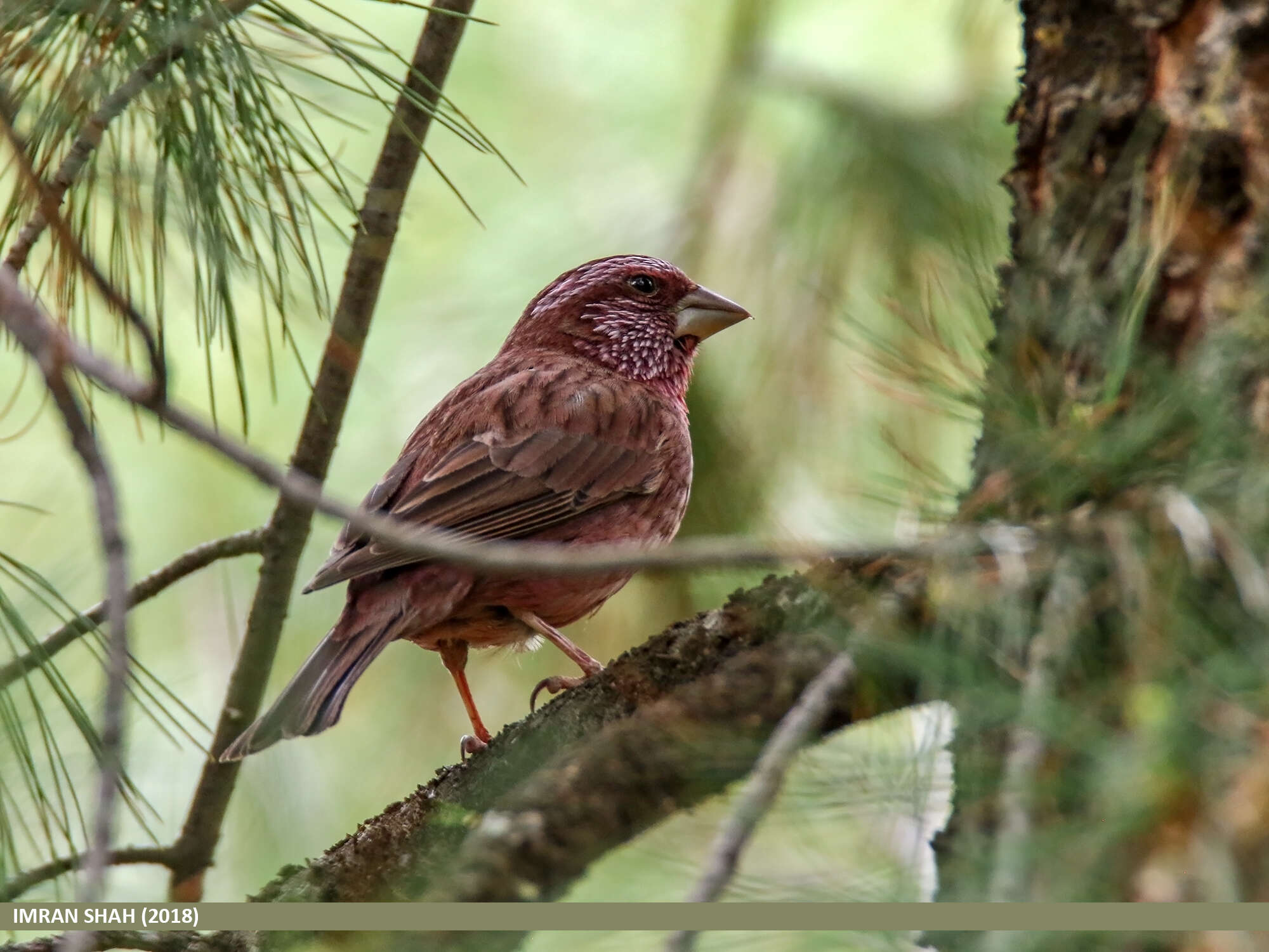 Plancia ëd Carpodacus rhodochlamys (Brandt & JF 1843)