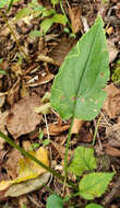 Image of Drummond's aster