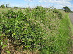 Image of Silverleaf Desmodium