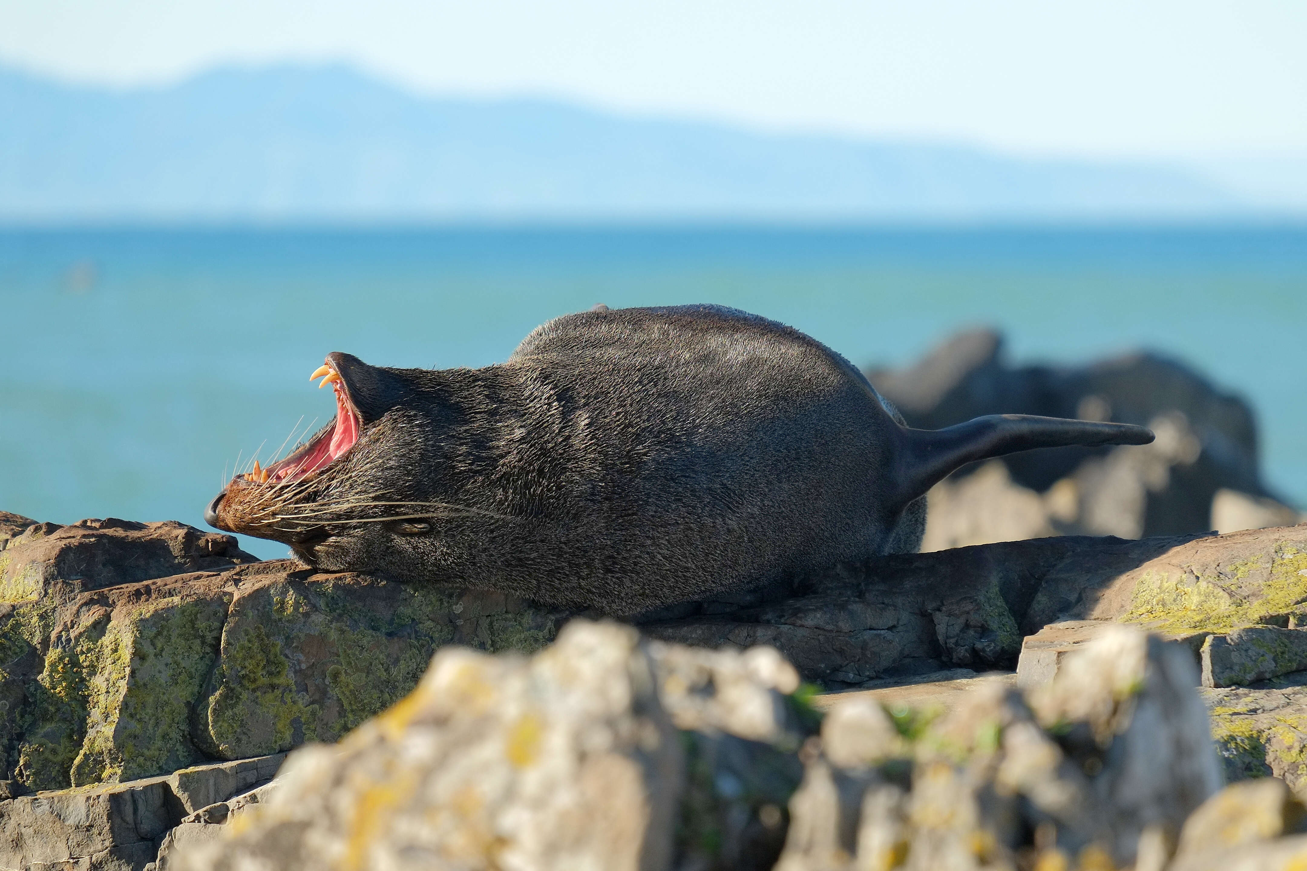 Image of Antipodean Fur Seal