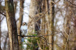 Image of Red-tailed Hawk