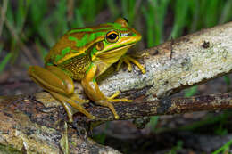 Image of Green and golden bell frog