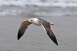 Image of Lesser Black-backed Gull