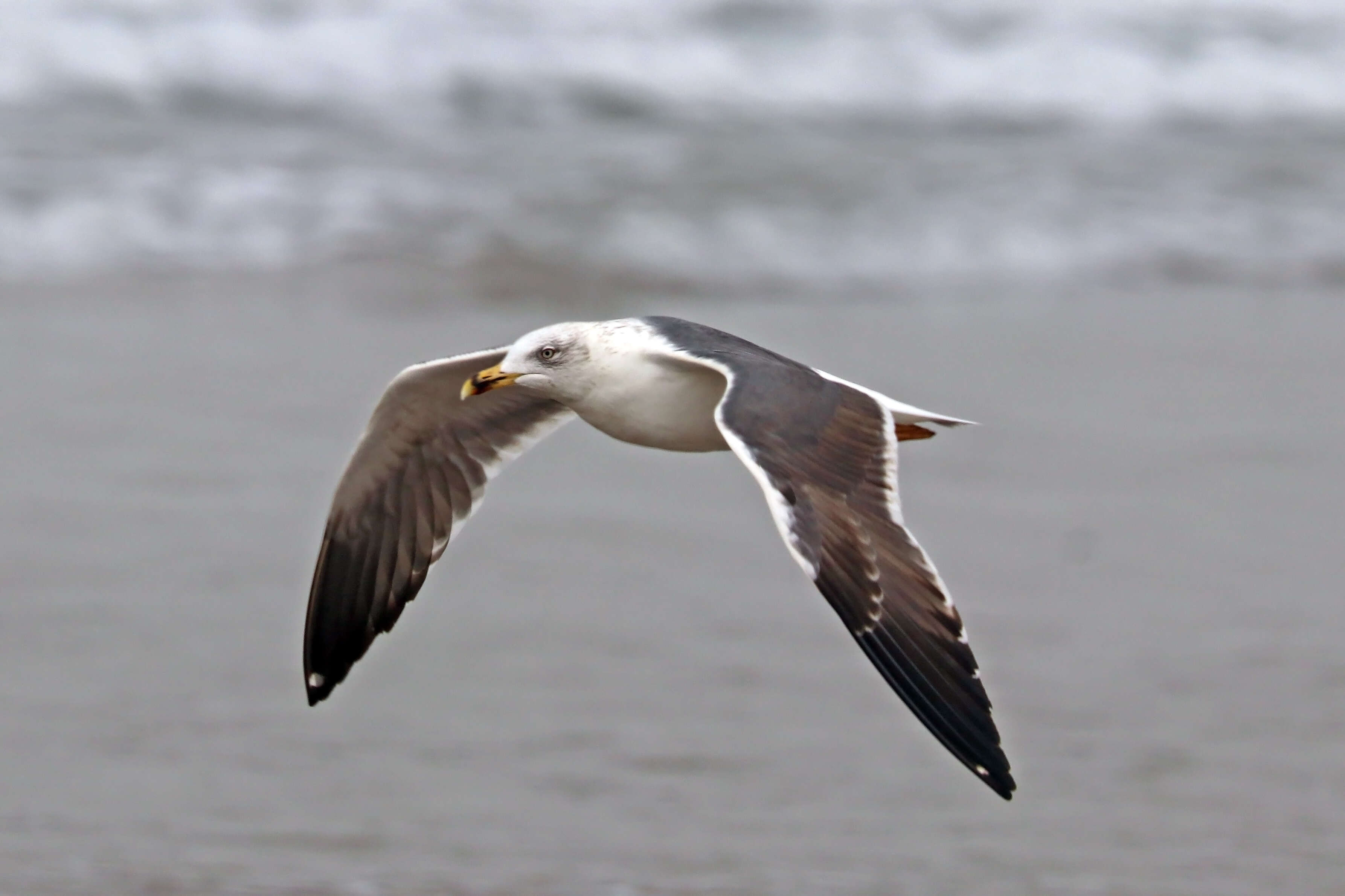 Image of Lesser Black-backed Gull