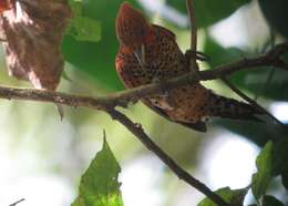 Image of Cinnamon Woodpecker