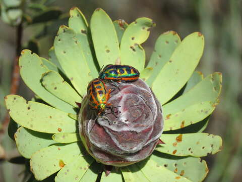 Imagem de Leucadendron pubescens R. Br.