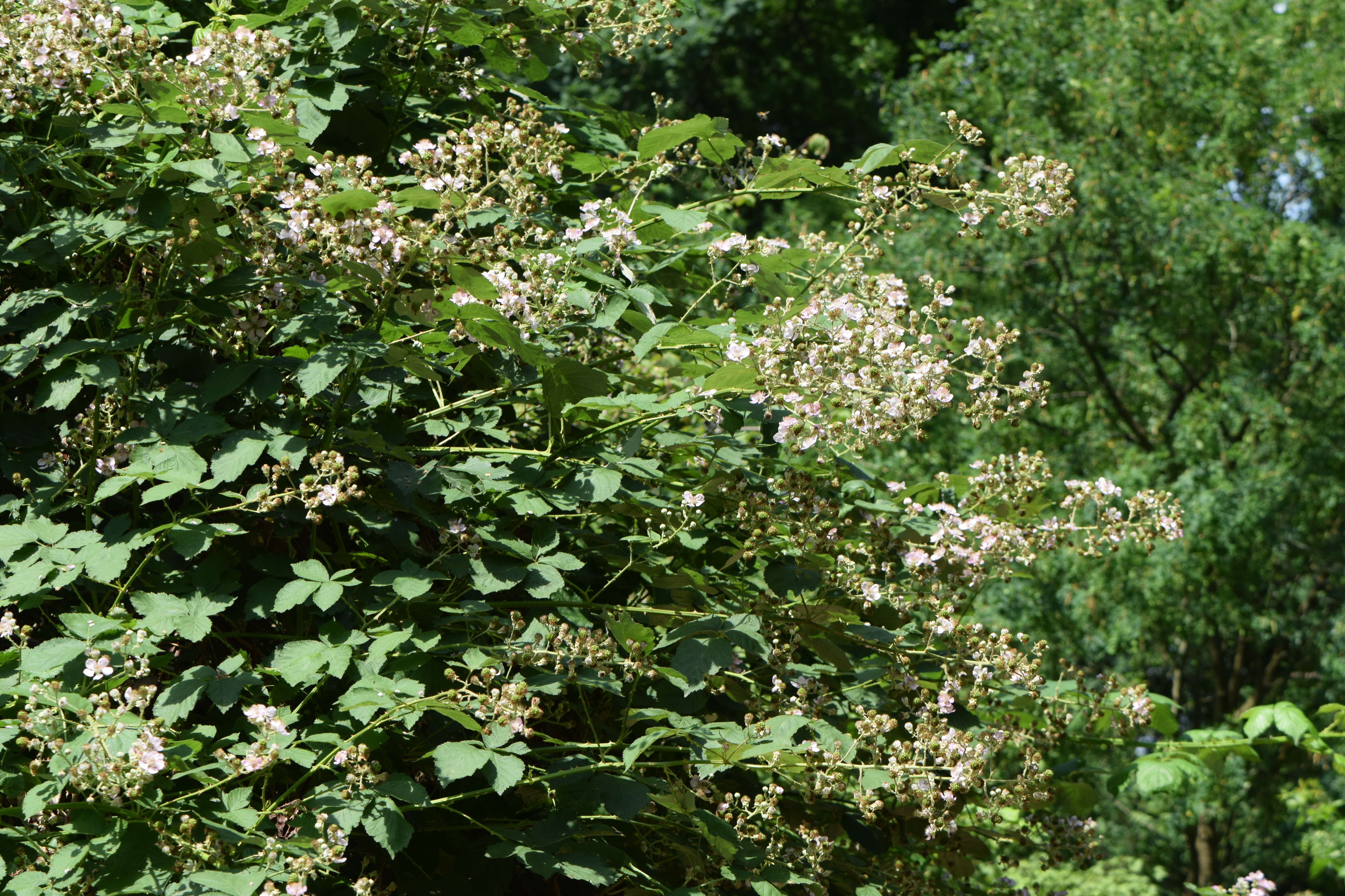 Image of Himalayan blackberry