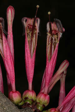 Image of Tapinanthus rubromarginatus (Eng I.) Danser