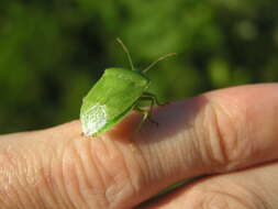 Image of Southern green stink bug