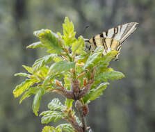 Imagem de Iphiclides