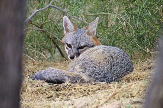 Image of Grey Foxes