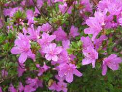 Image of Rhododendron kiusianum Makino