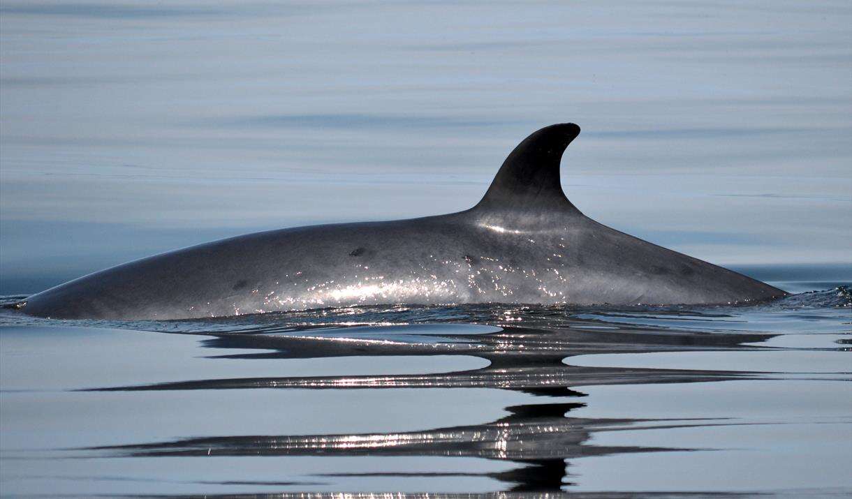 Image of Common Minke Whale