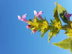 Image of Downy Hemp Nettle